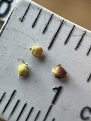 Rhynchospora globularis