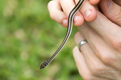 Psammophis subtaeniatus