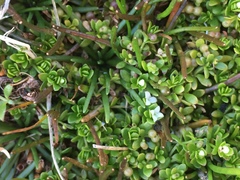 Galium antarcticum