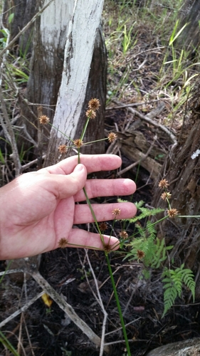Image of Juncus paludosus by (c) Jay Horn, some rights reserved (CC BY)