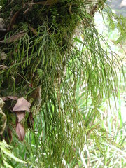 Phlegmariurus sieboldii