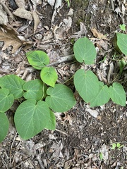Matelea carolinensis