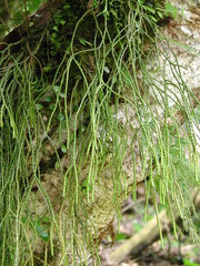 Phlegmariurus sieboldii