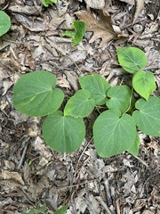 Matelea carolinensis