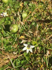 Lobelia pratiana