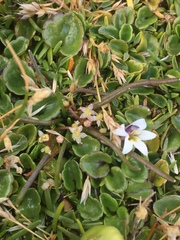Lobelia pratiana