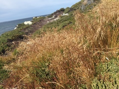 Deschampsia