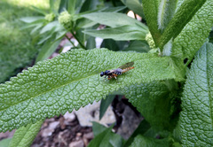 Crossocerus maculipennis