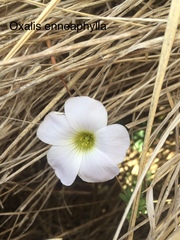 Oxalis enneaphylla