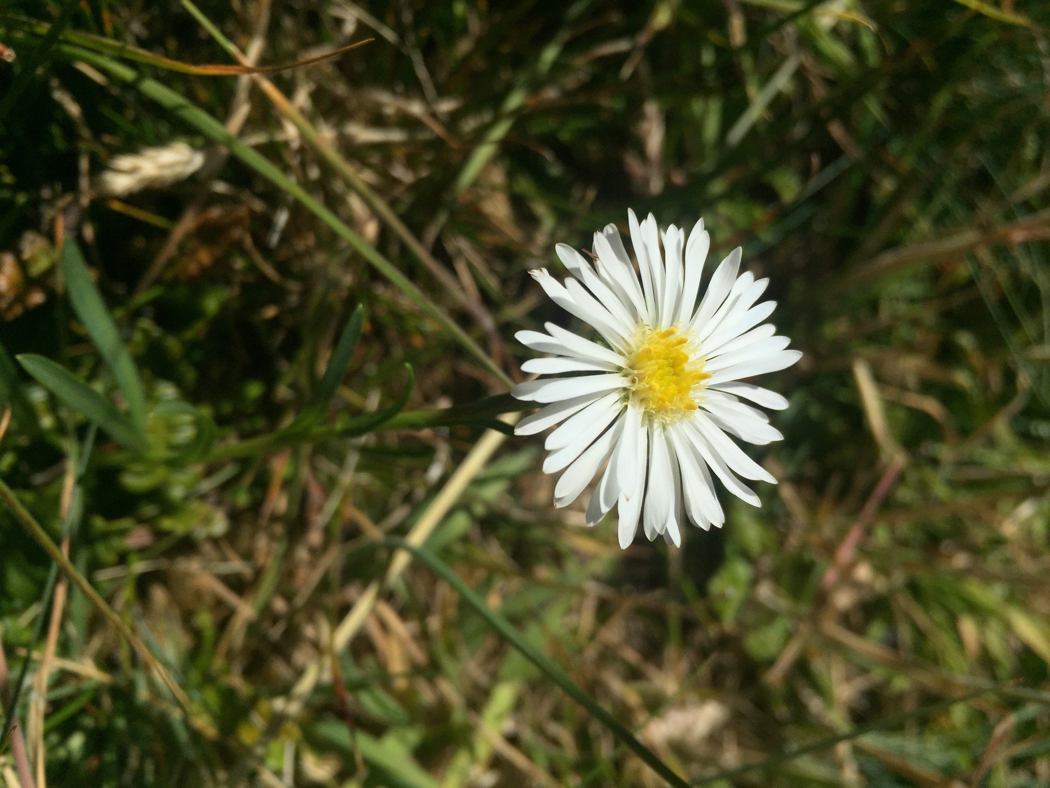Symphyotrichum vahlii