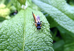 Crossocerus maculipennis