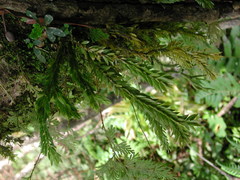 Phlegmariurus fordii