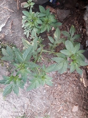 Solanum radicans