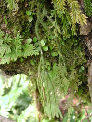 Phlegmariurus fargesii