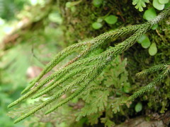 Phlegmariurus fargesii