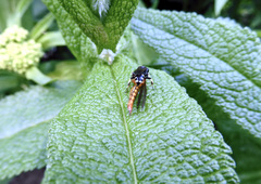 Crossocerus maculipennis