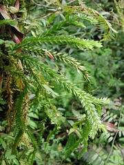 Phlegmariurus fordii