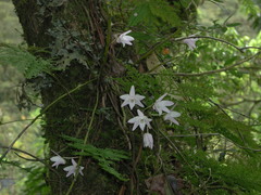 Dendrobium moniliforme