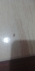 Pheidole