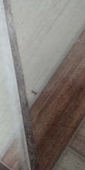 Pheidole