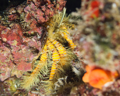 Aniculus maximus