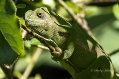 Chamaeleo dilepis