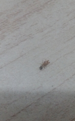 Pheidole
