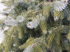 Picea omorika