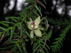 Thrixspermum laurisilvaticum