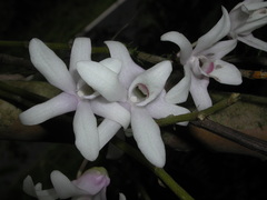 Dendrobium moniliforme