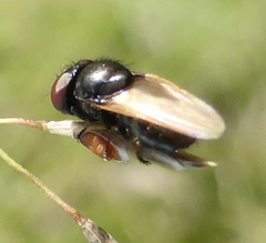 Acalyptratae