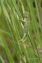 Chamaeleo dilepis