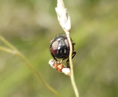 Acalyptratae