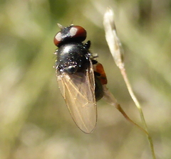 Acalyptratae