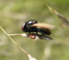 Acalyptratae