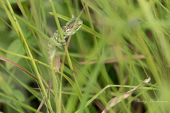 Chamaeleo dilepis