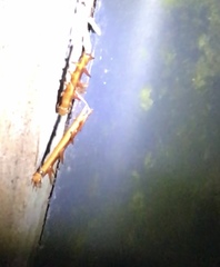 Hemideina crassidens