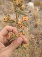 Pseudabutilon cinereum