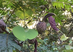 Aristolochia galeata