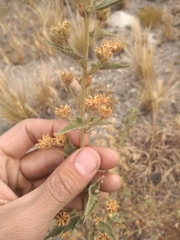 Pseudabutilon cinereum
