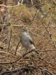 Pyrope pyrope pyrope