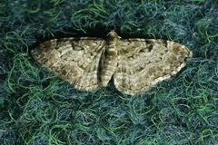 Eupithecia abietaria
