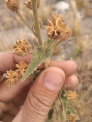 Pseudabutilon cinereum