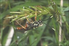 Lissosculpta