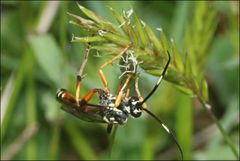Lissosculpta