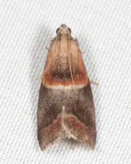 Acrobasis demotella