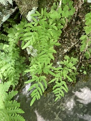Cryptogramma stelleri image