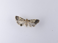Eudonia characta