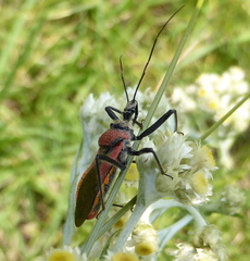 Rhynocoris segmentarius