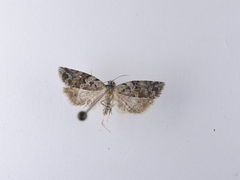 Harmologa
